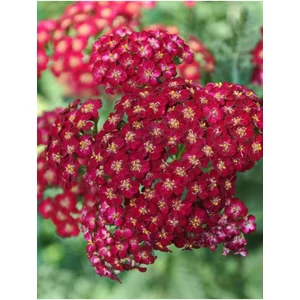 Cickafark - Achillea 'Laura'