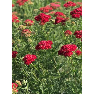 Cickafark - Achillea 'Paprika'