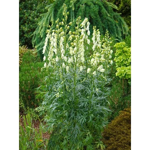 Sisakvirág - Aconitum napellus 'Album'