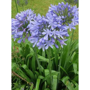 Szerelemvirág - Agapanthus 'Peter Pan'