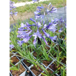 Szerelemvirág - Agapanthus 'Dr. Brouwer'