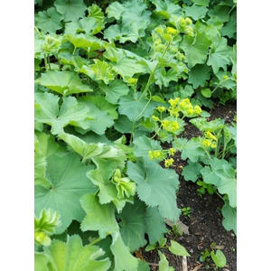 Lágyszőrű palástfű - Alchemilla mollis