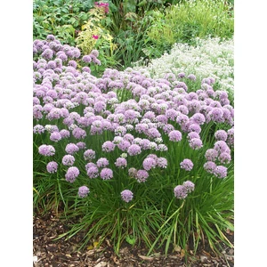 Díszhagyma - Allium senescens