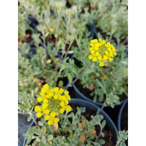 Hegyi ternye - Alyssum montanum 'Mountain Gold'