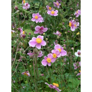 Kínai szellőrózsa - Anemone hupehensis 'Praecox'