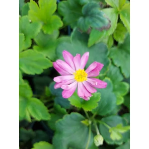 Szellőrózsa - Anemone hupehensis 'Prinz Heinrich'