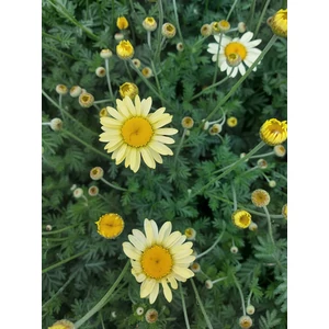 Pipitér - Anthemis hybrida 'E.C. Buxton'