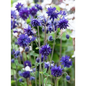 Harangláb - Aquilegia 'Barlow Blue'