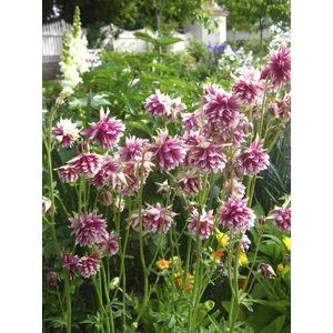 Harangláb - Aquilegia 'Nora Barlow'