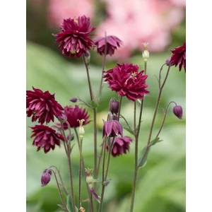 Harangláb - Aquilegia 'Ruby Port'