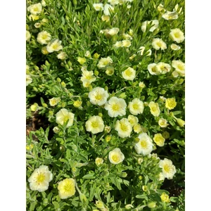 Hegyi homokhúr - Arenaria montana 'Summer Lemon'