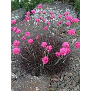 Tengerparti pázsitszegfű - Armeria maritima 'Rubrifolia'