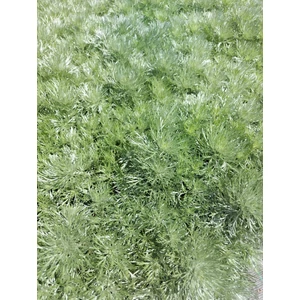 Japán üröm - Artemisia schmidtiana 'Silver Mound'