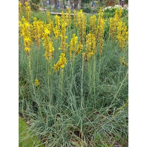 Sárga virágoszlop - Asphodeline lutea