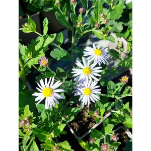 Ázsiai őszirózsa - Aster ageratoides 'Asran'