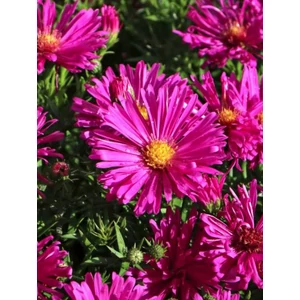 Törpe őszirózsa - Aster dumosus 'Jenny'