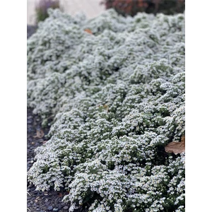 Tűlevelű őszirózsa - Aster ericoides 'Snow Flurry'