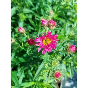 Mirigyes őszirózsa - Aster novae-angliae 'Andenken an Alma Pötschke'