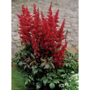 Kerti tollbuga - Astilbe 'Fanal'