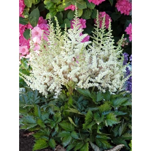 Kerti tollbuga - Astilbe arendsii 'Snowdrift'