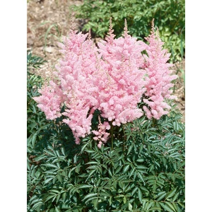 Kerti tollbuga - Astilbe x arendsii 'Zuster Theresa