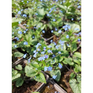 Kaukázusi nefelejcs - Brunnera macrophylla 'Alexander's Great'
