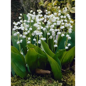 Gyöngyvirág - Convallaria majalis
