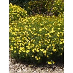 Keskenylevelű menyecskeszem - Coreopsis verticillata 'Zagreb'