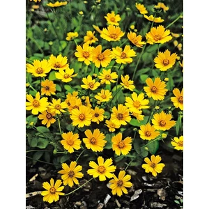 Törpe menyecskeszem - Coreopsis auriculata f. nana 'Elfin Gold'