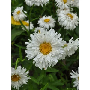 Margitvirág - Leucanthemum superbum 'Crazy Daisy'
