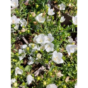 Harangvirág - Campanula interspecific 'Mirabell Compact White'