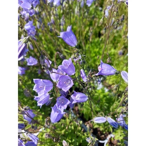 Törpe harangvirág - Campanula cochleariifolia
