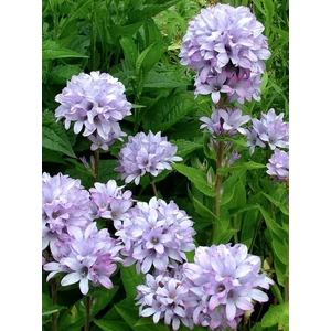 Csomós harangvirág - Campanula glomerata 'Caroline'
