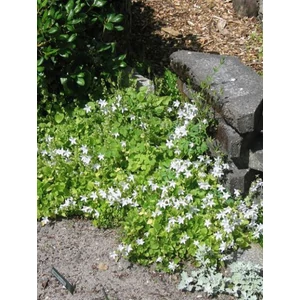 Balkáni harangvirág - Campanula poscharskyana 'E.H. Frost'