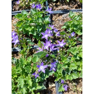 Balkáni harangvirág - Campanula poscharskyana 'Stella'