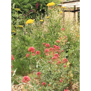 Piros sarkantyúvirág - Centranthus ruber