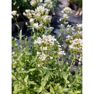 Fehér sarkantyúvirág - Centranthus ruber 'Albus'