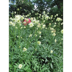 Óriás fejvirág - Cephalaria gigantea