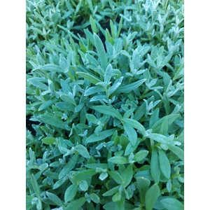 Molyhos madárhúr - Cerastium tomentosum 'Silberteppich'