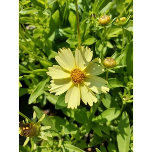Menyecskeszem - Coreopsis grandiflora 'Solanna Glow'