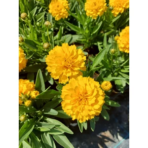 Menyecskeszem - Coreopsis grandiflora 'Golden Sphere'