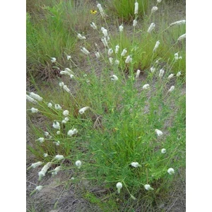 Fehér pusztai here - Dalea candidum