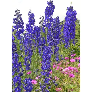 Évelő szarkaláb - Delphinium 'Atlantis'