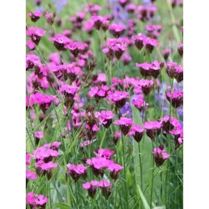 Barátszegfű - Dianthus carthusianorum