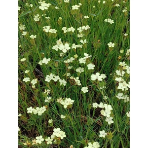 Szegfű - Dianthus knappii
