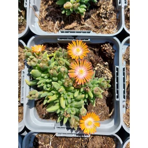 Délvirág, kristályvirág - Delosperma cooperi 'Jewel of Desert Topaz'