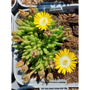 Délvirág, kristályvirág - Delosperma cooperi 'Jewel of Desert Peridot'