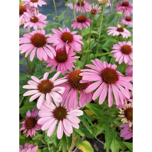 Kasvirág - Echinacea purpurea 'Compact Rose'
