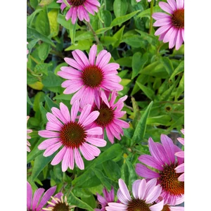 Kasvirág - Echinacea purpurea 'Deep Rose'