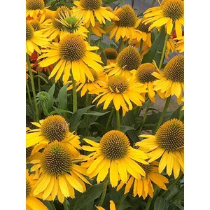 Kasvirág - Echinacea purpurea 'Golden Yellow'